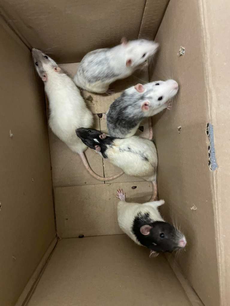 Ratten im Karton