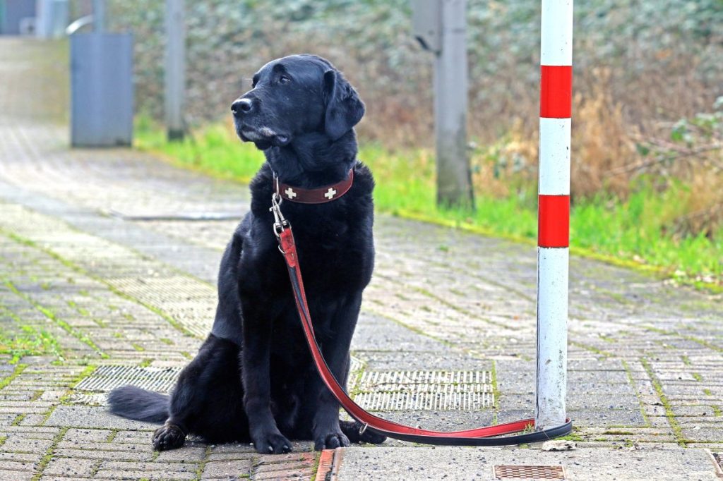 ein Schwarzer Labrador wurde an einem Mast angebunden und ausgesetzt