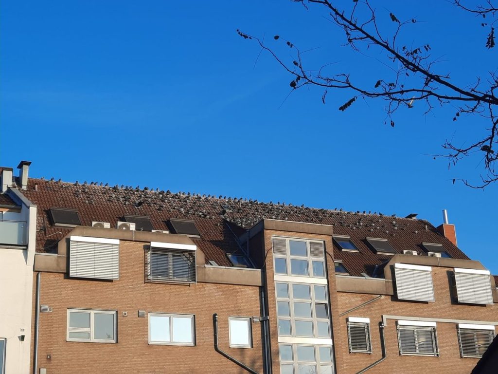 Hunderte Tauben haben den Hagenmarkt in Braunschweig in Beschlag genommen – auch die umgrenzenden Häuserdächer.