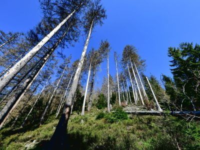 Harz