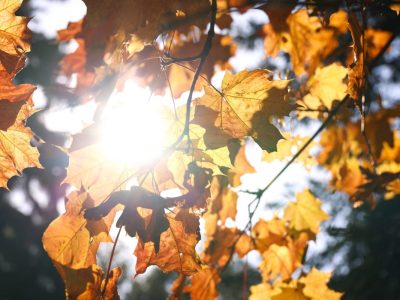 Sonne scheint durch Herbstlaub