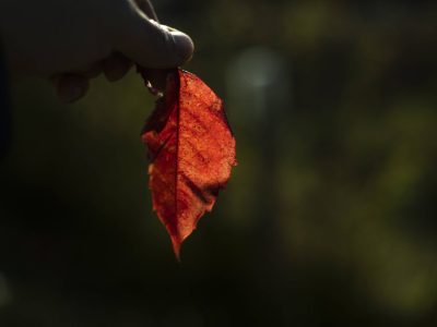 Gefärbtes Blatt