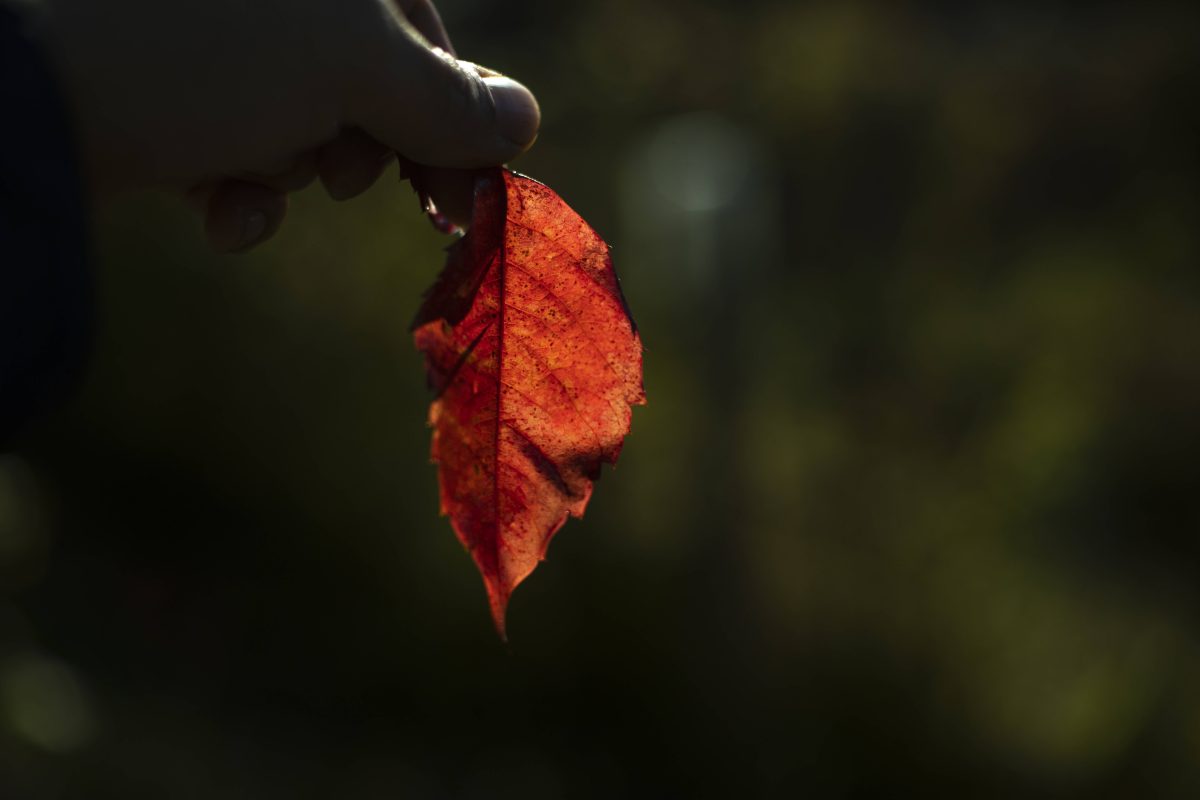 Gefärbtes Blatt