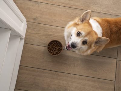 Hund steht am Fressnapf