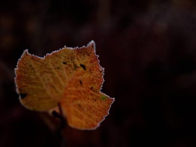Herbstblatt Frost