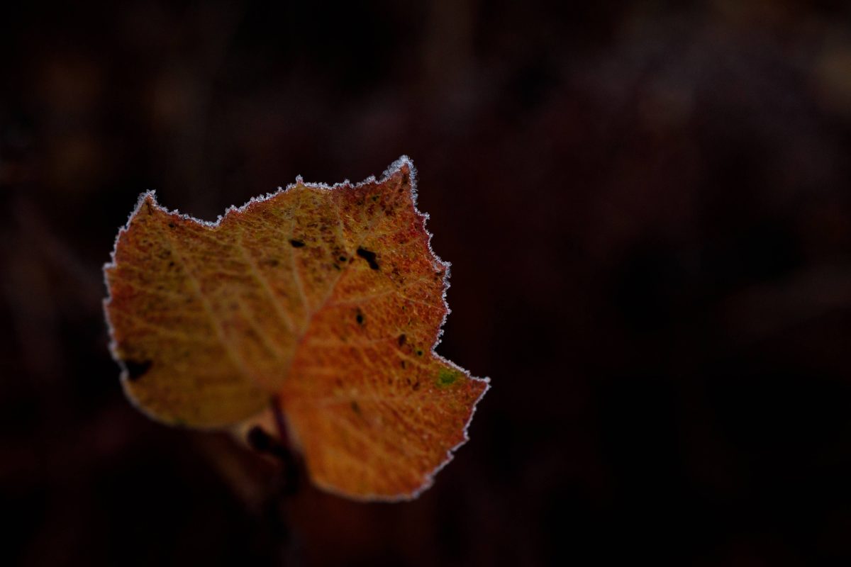 Herbstblatt Frost