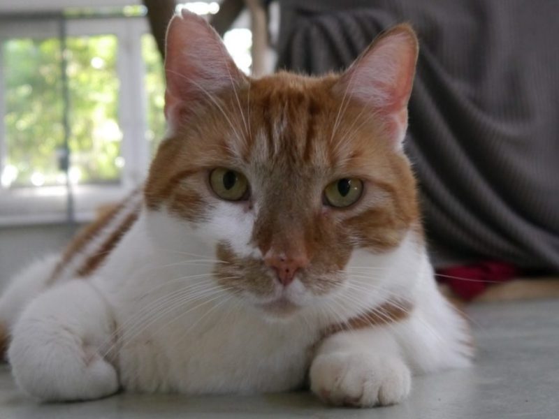Tierheim Peine: Ein Kater findet einfach kein neues Zuhause – der Grund ist schwerwiegend