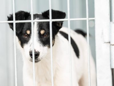 Hunde-Welpe
