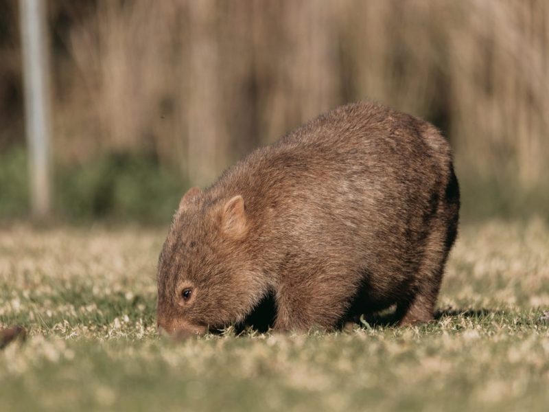 Zoo Hannover lüftet Geheimnis! Das Team hatte es schon vermutet