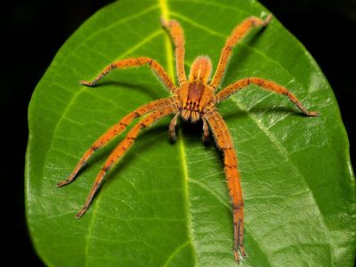 spinne