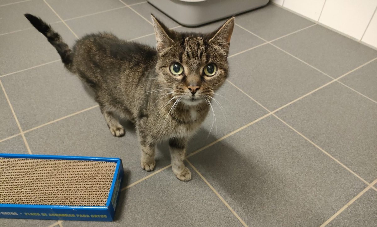 Katze Yunin im Tierheim Salzgitter