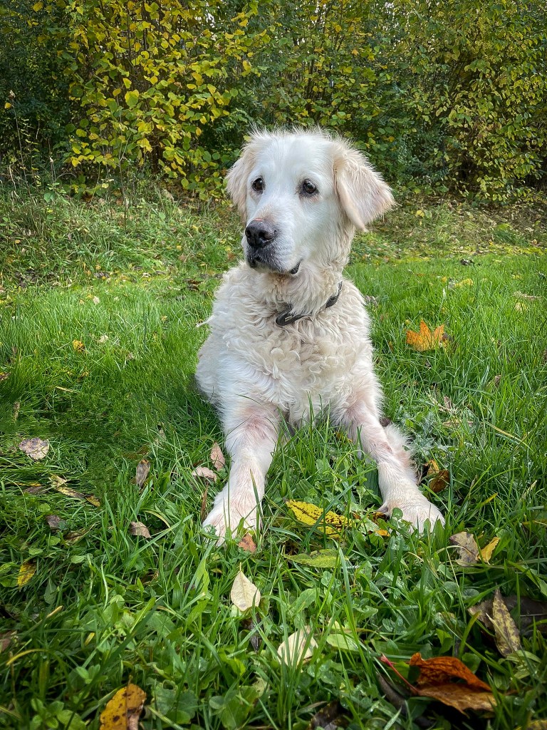 Golden Retriever Ben im Tierheim Salzgitter