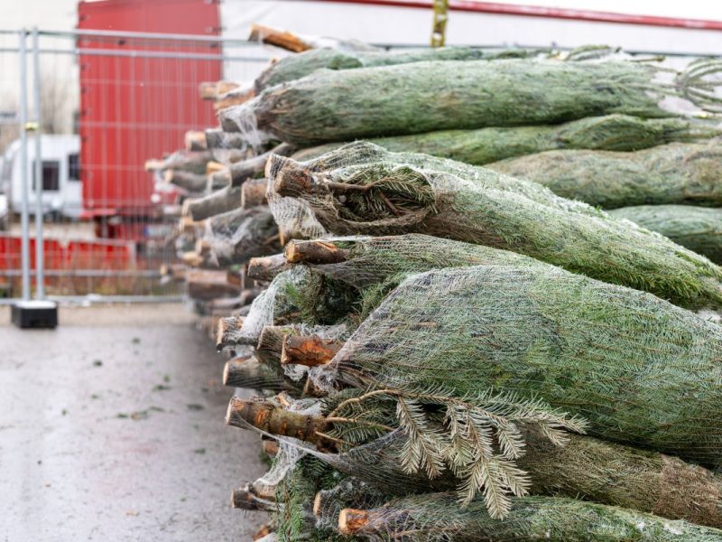 Weihnachtsbaum in Niedersachsen: Droht der Preis-Frust? Wofür du tiefer in die Tasche greifen musst