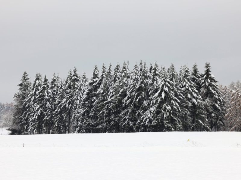 Wetter in Niedersachsen: Mehr als 40 Zentimeter im Süden! Kommt die Schneewalze auch zu uns?