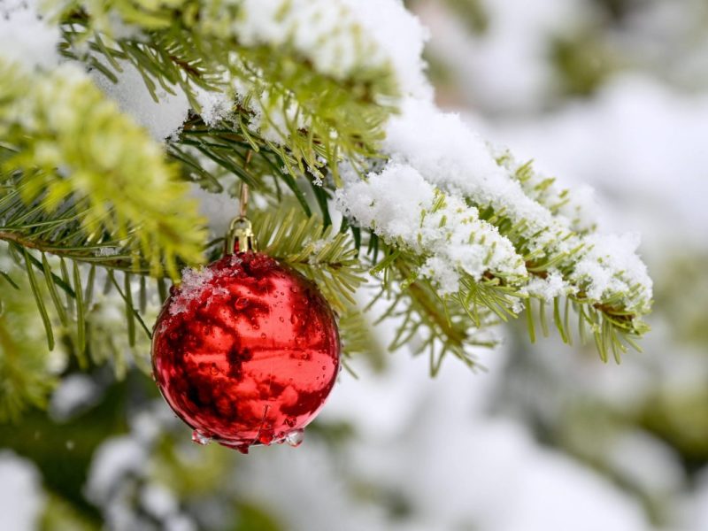 Kreis Wolfenbüttel: Ganz besonderer Weihnachtsbaum! „Hoffnung und Trost spenden“
