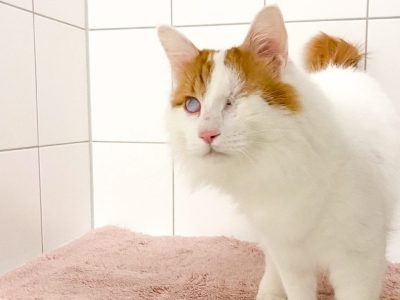 Kater im Tierheim Salzgitter