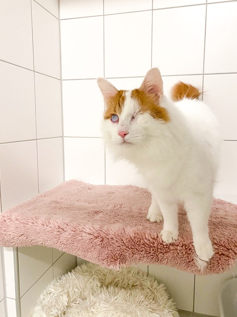 Kater im Tierheim Salzgitter