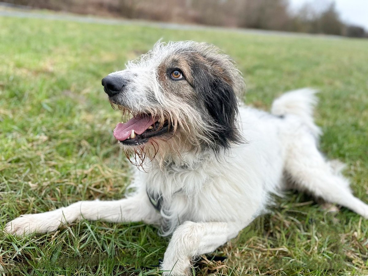 Hund Boby im Tierheim Salzgitter