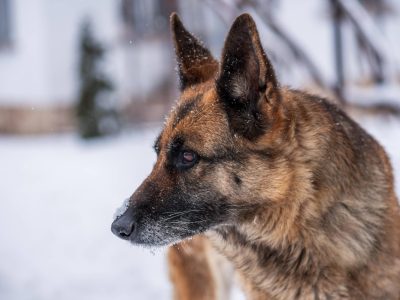 Nach dem tragischen Vorfall im Landkreis Harz fragen sich viele, was mit dem Hund passiert, der die 88-Jährige womöglich gebissen hat.