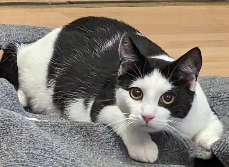 Kater Oreo sucht ein neues Zuhause.