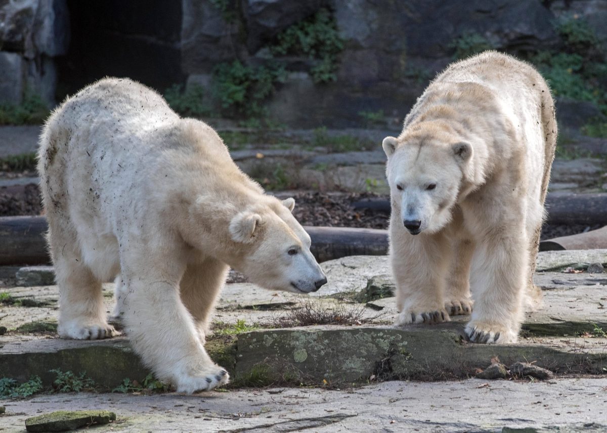 Tierpark Berlin Eisbären