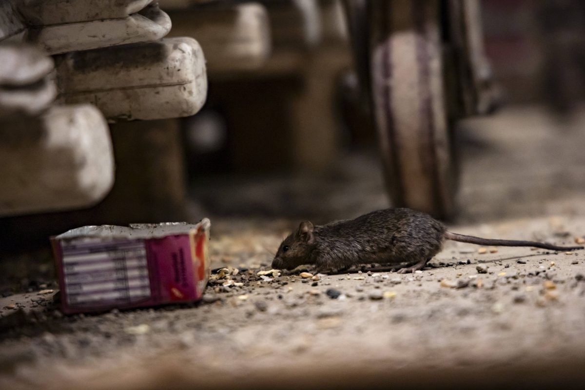 In Salzgitter haben Ratten es sich in einem Keller gemütlich gemacht...