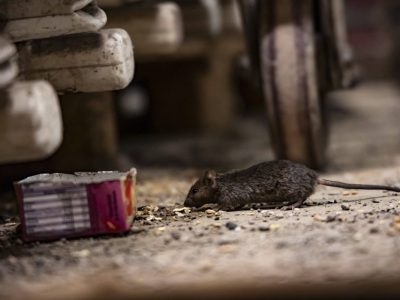 In Salzgitter haben Ratten es sich in einem Keller gemütlich gemacht...