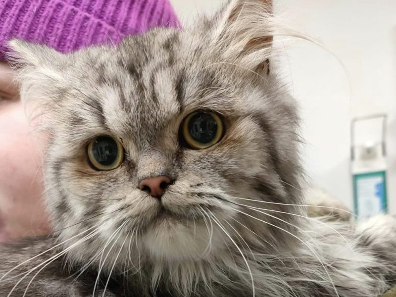 Tierheim Salzgitter: Mitarbeiter machen traurige Entdeckung – Katzen erleben Albtraum
