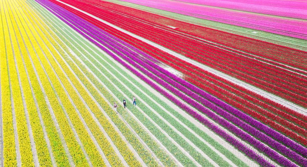 Farbiges Blütenmeer: Millionen von Tulpen verzaubern in diesen Tagen wieder viele Passanten im Landkreis Gifhorn in Niedersachsen.