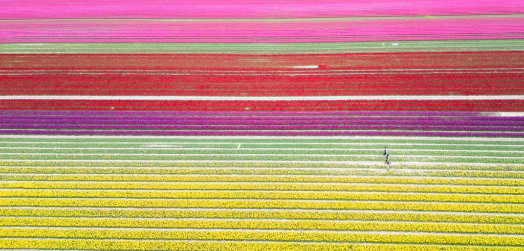 Auf vier Feldern mit insgesamt 40 Hektar Fläche blühen derzeit rund 40 Millionen Tulpen in kräftigen Farben. 
