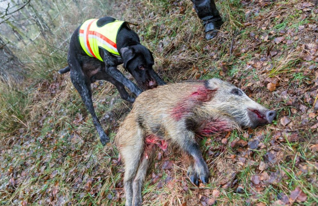 Um eine Infektion zu verhindern, sei besondere Vorsicht beim Kontakt zu Wildschweinen geboten, teilte der Landkreis mit.