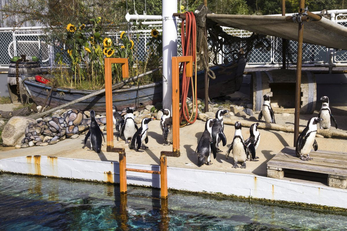 Die Pinguine im Zoo Hannover verhalten sich aktuell anders als sonst. (Archivbild)
