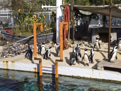 Die Pinguine im Zoo Hannover verhalten sich aktuell anders als sonst. (Archivbild)