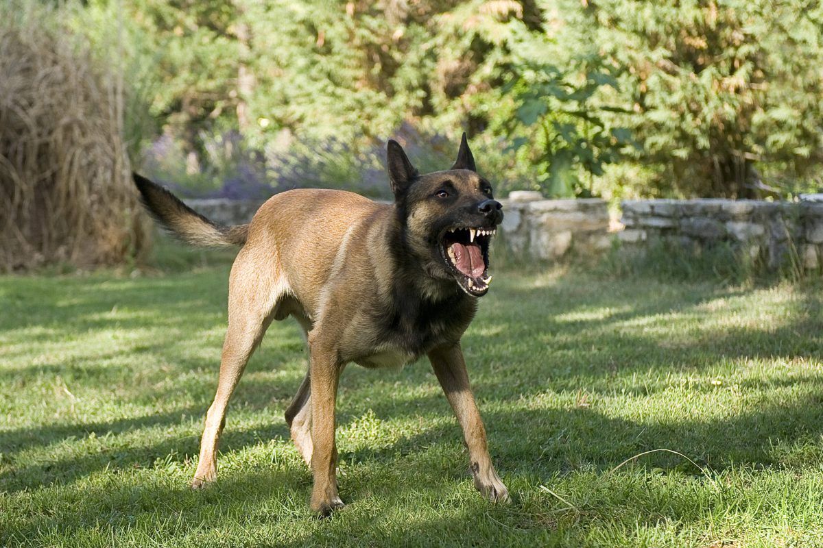 Ein aggressiver Schäferhund hat im Harz eine Frau gebissen.