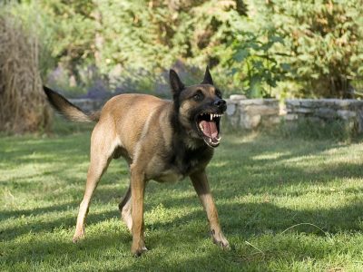 Ein aggressiver Schäferhund hat im Harz eine Frau gebissen.