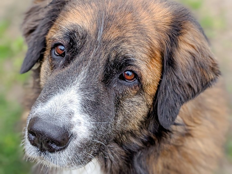 Tierheim Salzgitter: Hunde-Schicksal rührt zu Tränen – „Wie viel Schmerz muss ein Tier eigentlich erleiden?“