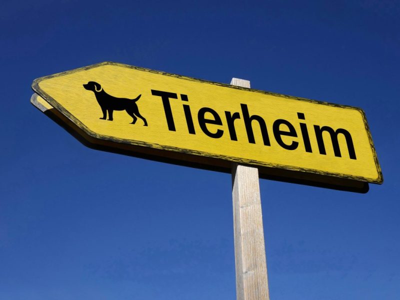 Tierheim Gifhorn: Hunde-Schicksal lässt Mitarbeiter fast verzweifeln – „Wollen einfach nicht aufgeben“