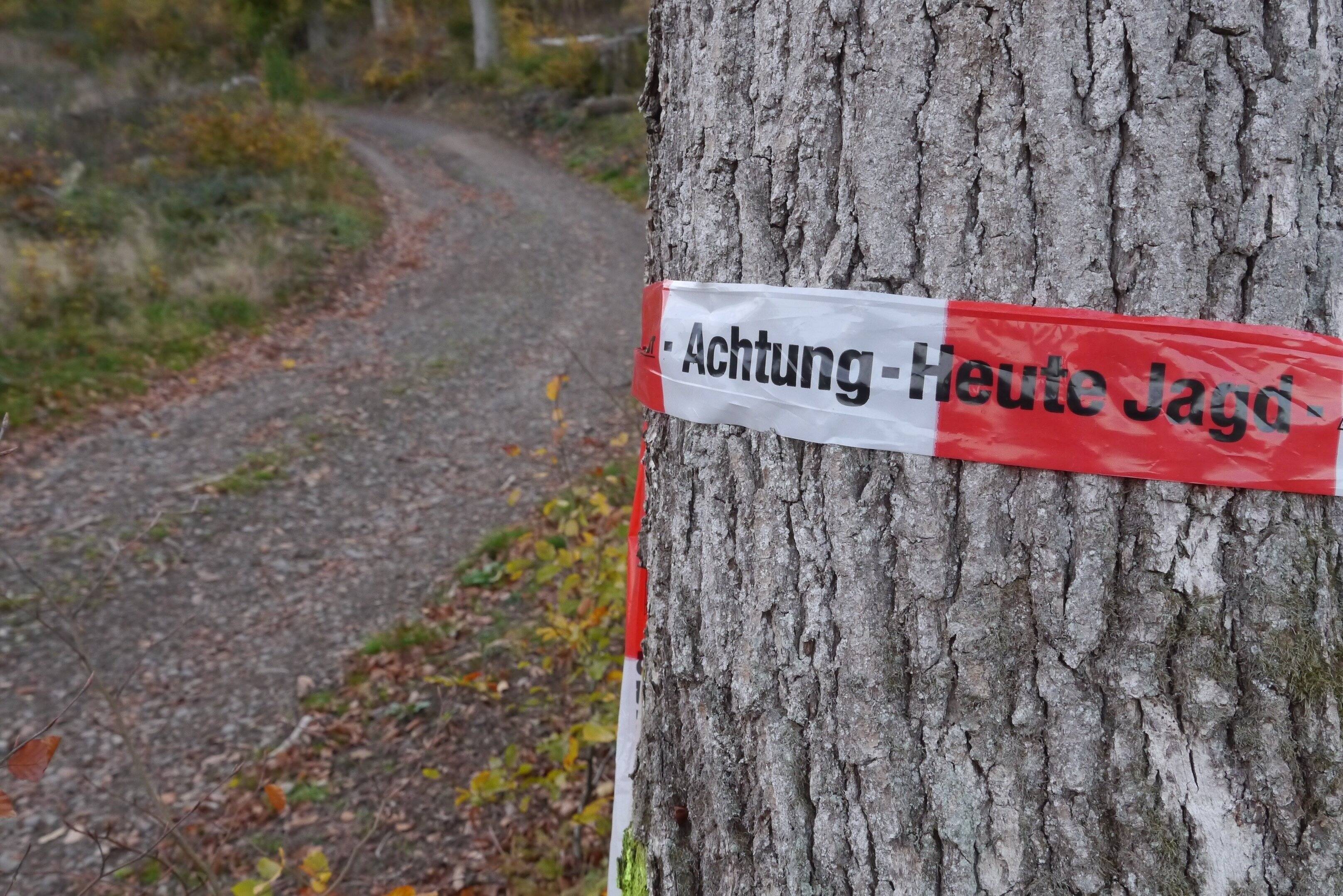 Kreis Gifhorn: Unfassbare Szenen bei Drückjagd – Kreisjägermeister spricht Klartext