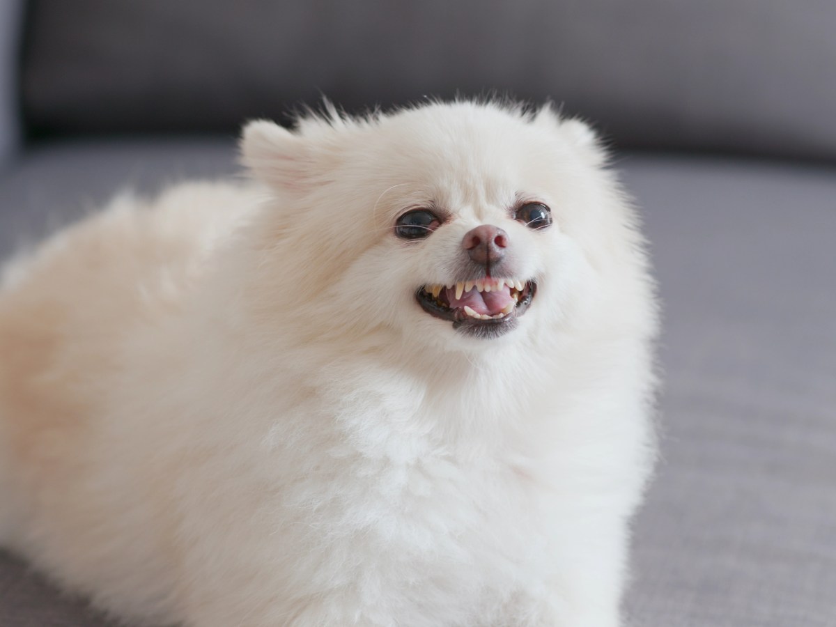 White pomeranian dog barking on sofa