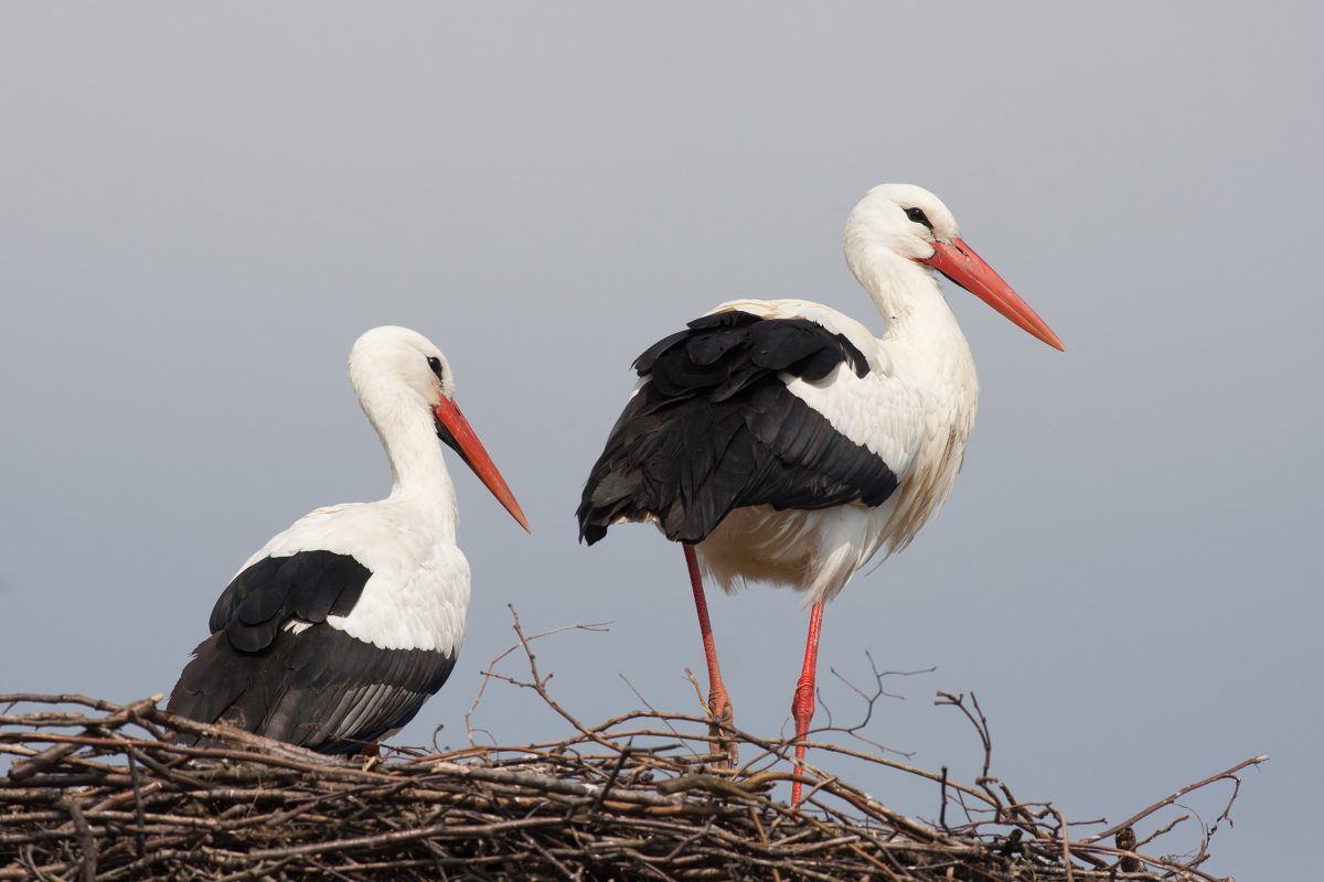 ünktlich zum Valentinstag: Knapp drei Wochen nach seiner Partnerin Mai ist Storch Fridolin auf dem Stammnistplatz des Paares im Nabu-Artenschutzzentrum in Leiferde bei Gifhorn eingetroffen.