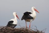 ünktlich zum Valentinstag: Knapp drei Wochen nach seiner Partnerin Mai ist Storch Fridolin auf dem Stammnistplatz des Paares im Nabu-Artenschutzzentrum in Leiferde bei Gifhorn eingetroffen.