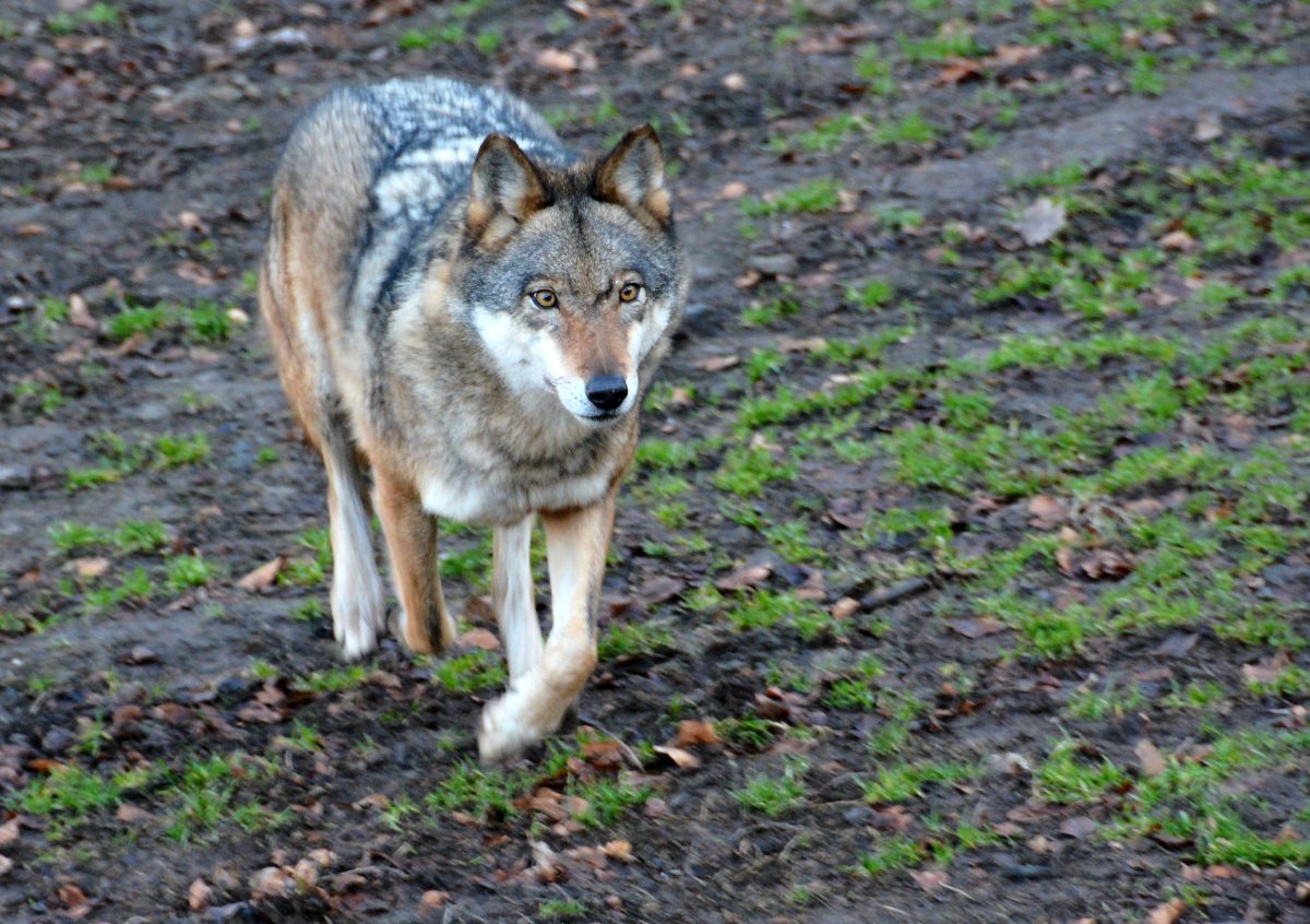 Ein Wolf in Salzgitter? Unklar... (Symbolbild)