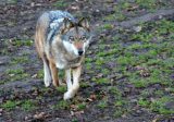 Wolf im Wald