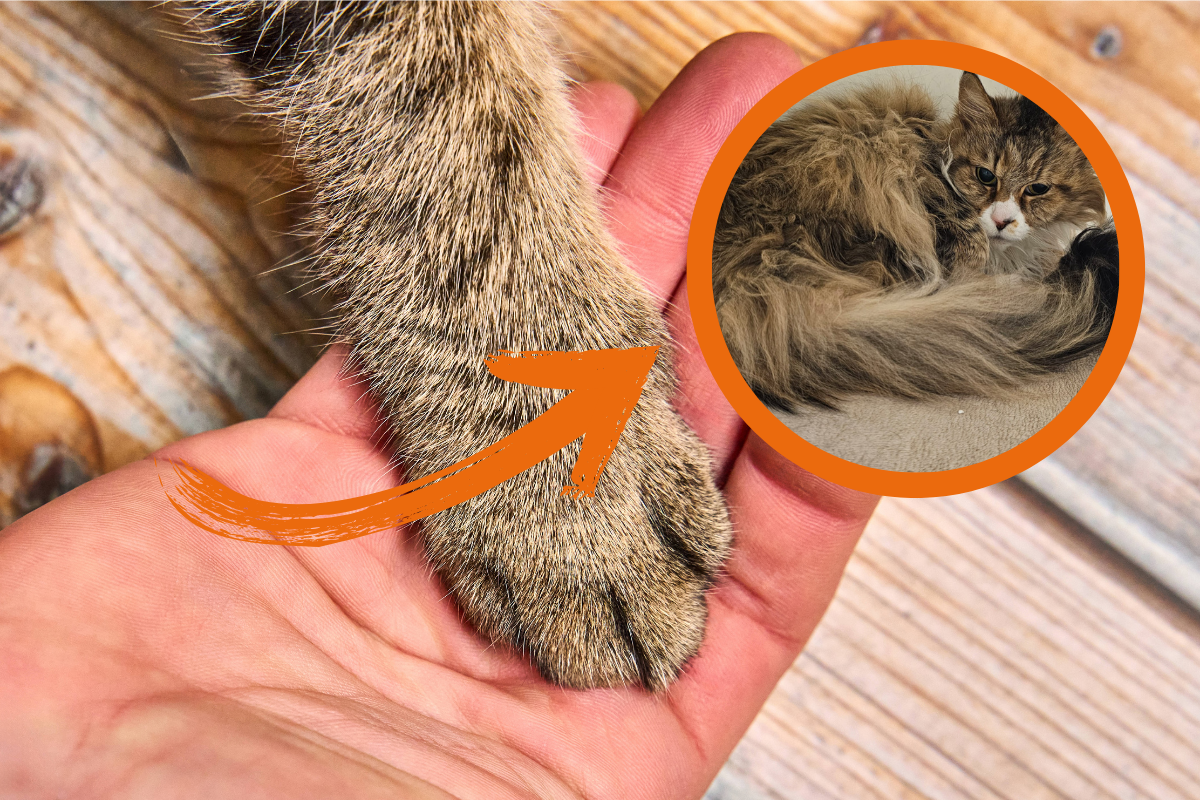 Maine Coon-Katze Milou sucht ein neues Zuhause.