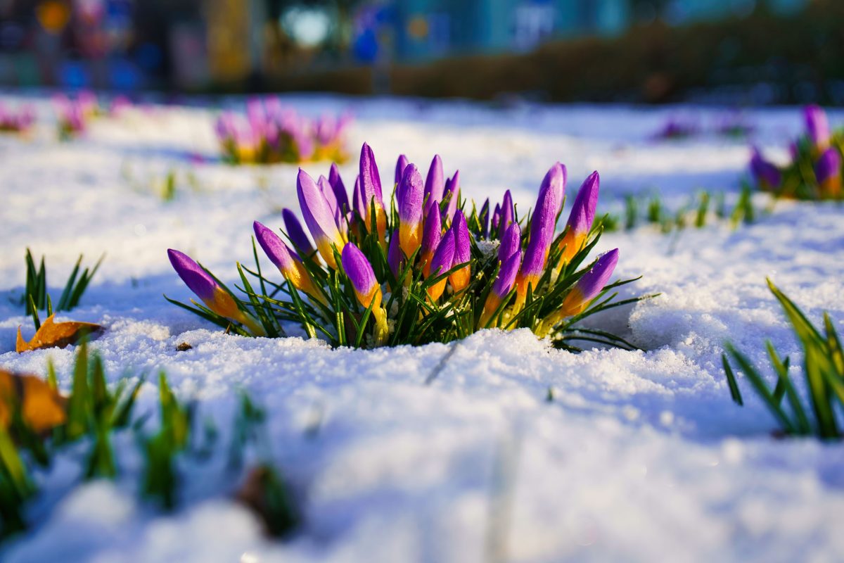 Krokus im Schnee