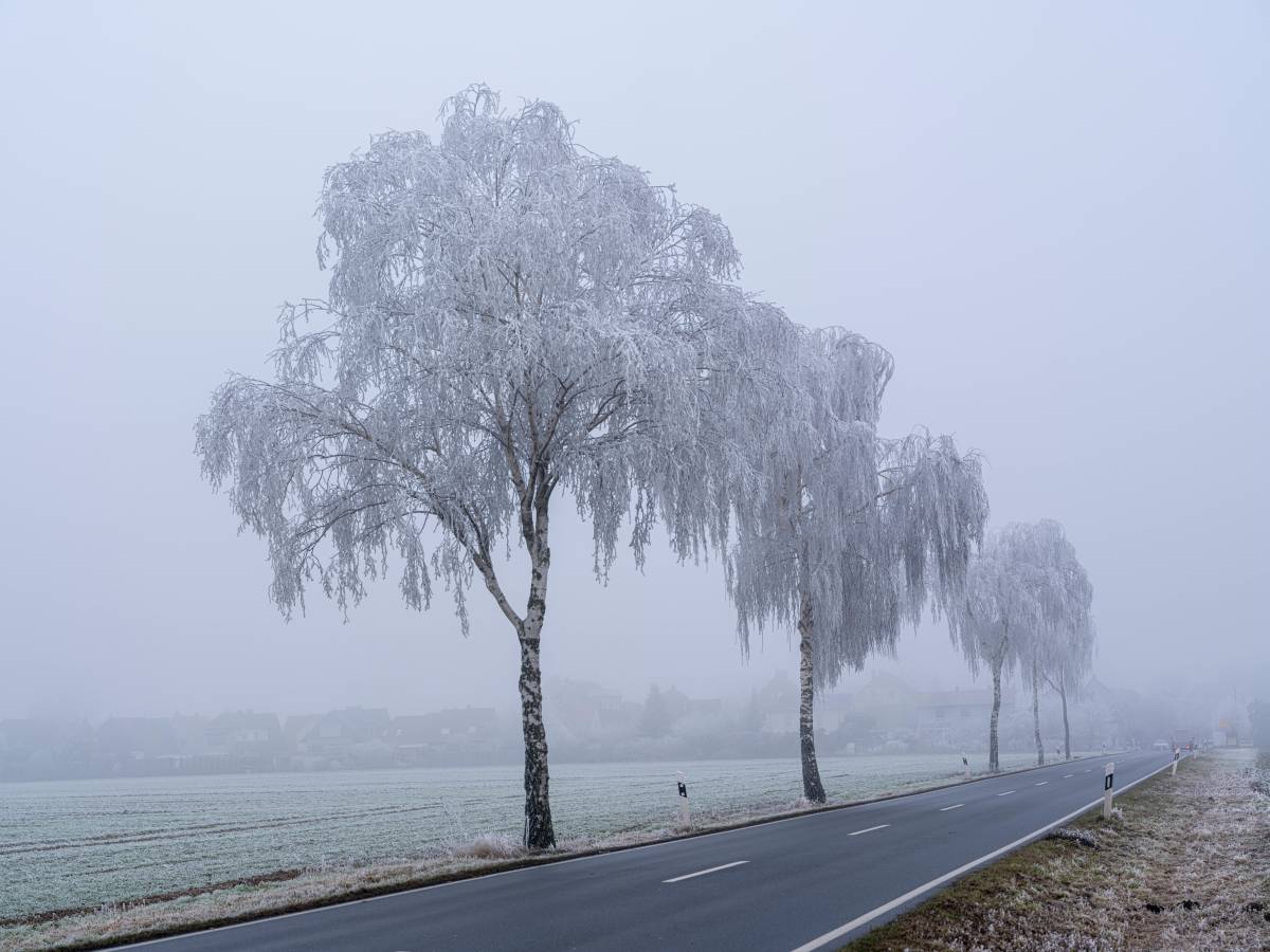 BÃ¤ume mit Raureif im Nebel an einer LandstraÃŸe in Niedersachsen (Symbolbild)