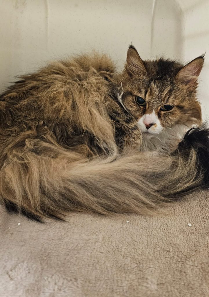 Katze Milou sucht ein neues Zuhause.