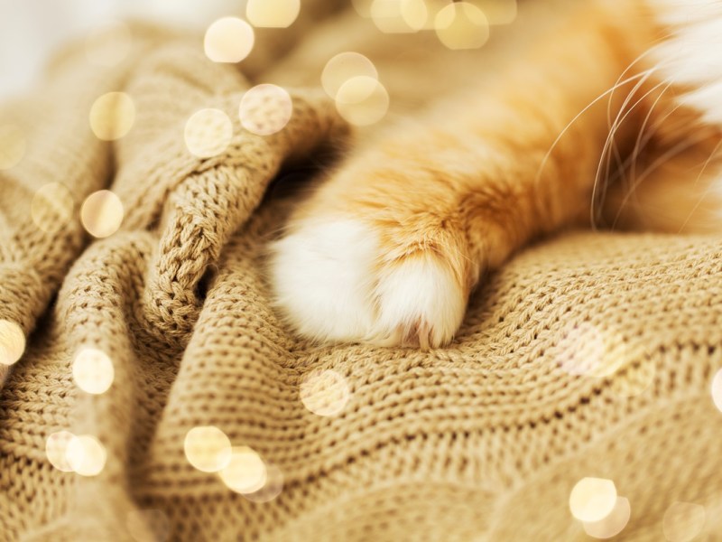 Tierheim Salzgitter: Katzen-Duo erlebt trauriges Schicksal â€“ â€žSpenden sich Trostâ€œ