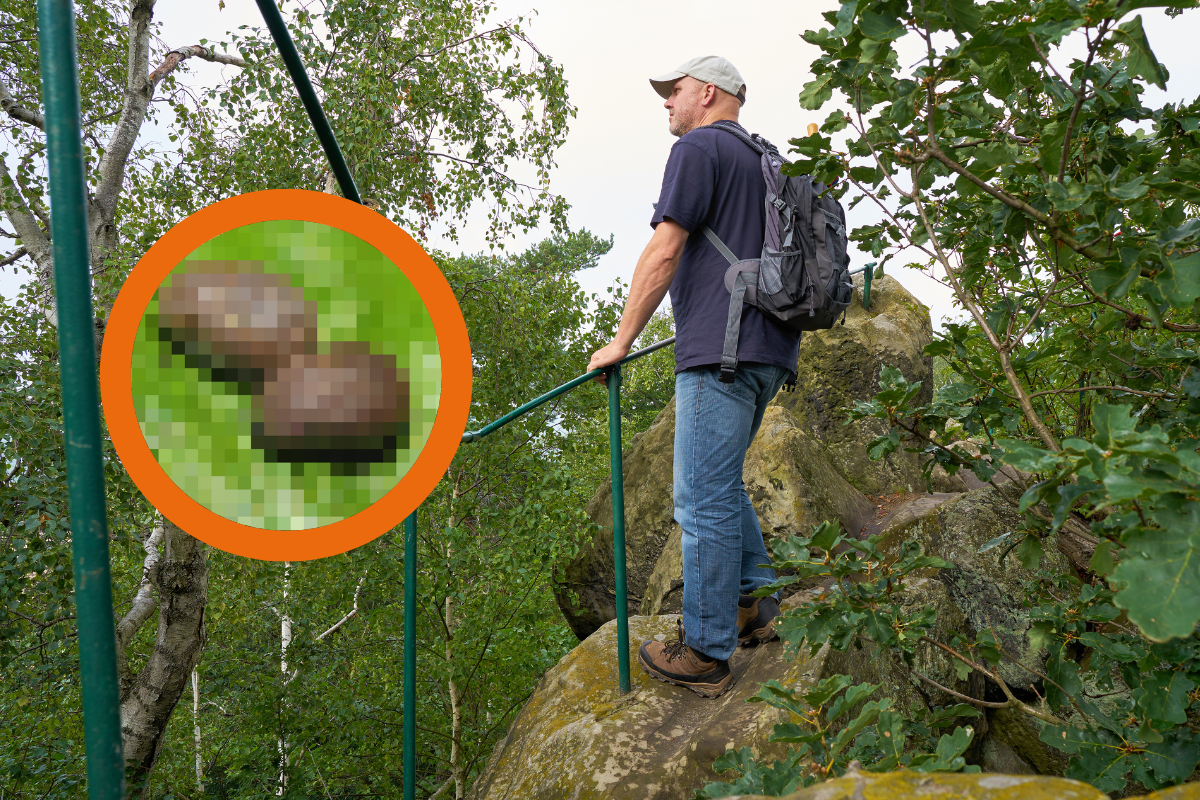 Zeckenalarm im Harz