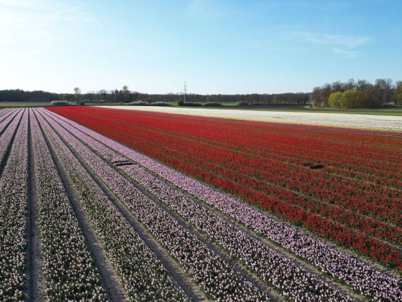 Kreis Gifhorn: Ich war auf dem viralen Tulpenfeld – und ich bin aus allen Wolken gefallen